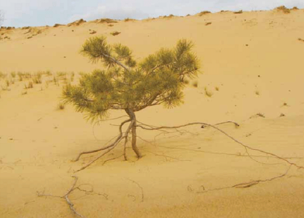 Одинокая сосна среди золотого песка.